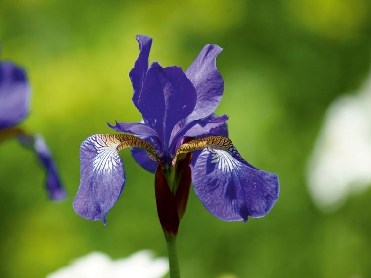 Produktbild: Iris (Puzzle)
