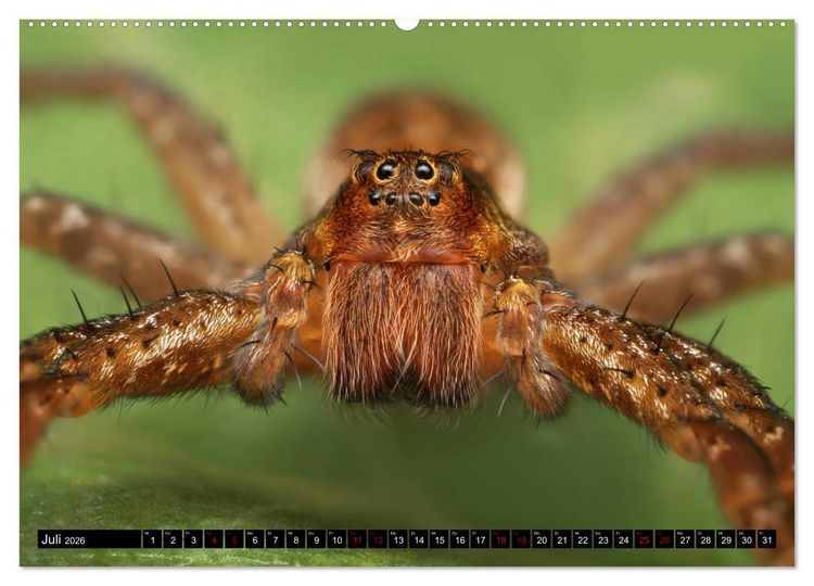 Produktbild: Faszination Makrofotografie: Spinnen (Wandkalender 2026 DIN A2 quer), CALVENDO Monatskalender