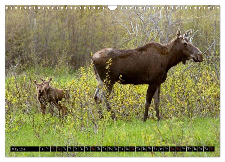 Produktbild: MOOSE Of The Northern Woods (Wall Calendar 2026 DIN A3 landscape), CALVENDO 12 Month Wall Calendar
