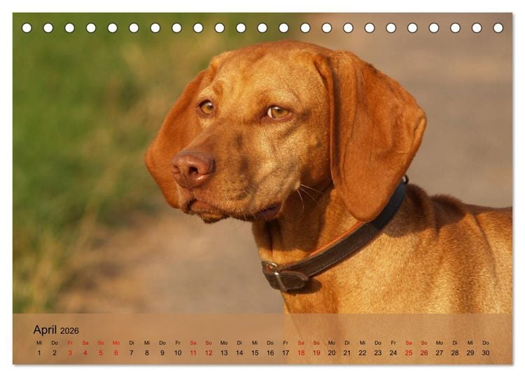 Produktbild: Magyar Vizsla - Ungarischer Vorstehhund (Tischkalender 2026 DIN A5 quer), CALVENDO Monatskalender