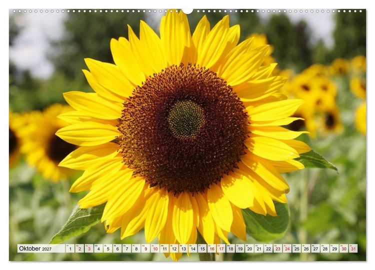 Produktbild: Herzensblumen (Wandkalender 2027 DIN A2 quer), CALVENDO Monatskalender