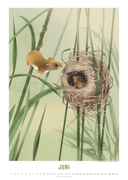 Produktbild: Dieter Braun: Die Welt der Tiere 2026 – Wandkalender – Format 50x70 cm