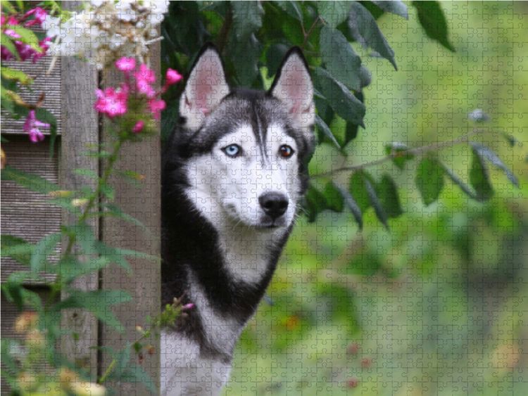 Produktbild: CALVENDO Puzzle Siberian Husky 1000 Teile Lege-Gr&ouml;&szlig;e 64 x 48 cm Foto-Puzzle Bild von Barbara Mielewczyk
