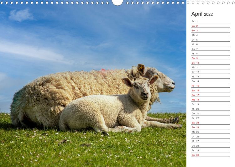Produktbild: Deichschafe (Wandkalender 2022 DIN A3 quer)