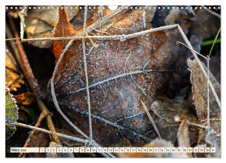 Produktbild: Mikrokosmos im Garten (Wandkalender 2026 DIN A3 quer), CALVENDO Monatskalender