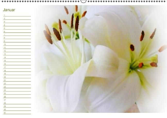 Produktbild: Bl&uuml;tentr&auml;ume - ganz in wei&szlig; / Geburtstagskalender (Wandkalender immerw&auml;hrend DIN A2 quer)