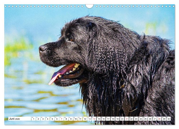 Produktbild: Neufundl&auml;nder - Das Wasser ist ihr Element (Wandkalender 2026 DIN A3 quer), CALVENDO Monatskalender