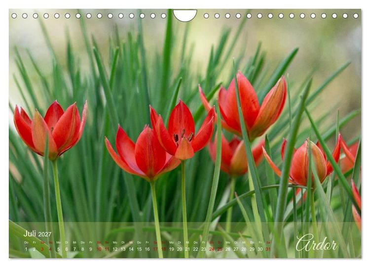 Produktbild: Tulipa et Verba &ndash; Tulpenbl&uuml;ten und stille W&ouml;rter (Wandkalender 2027 DIN A4 quer), CALVENDO Monatskalender