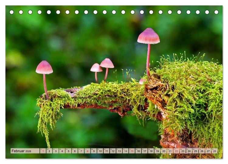 Produktbild: Leise durch den Wald. Sich Zeit nehmen und der Stille lauschen (Tischkalender 2026 DIN A5 quer), CALVENDO Monatskalender