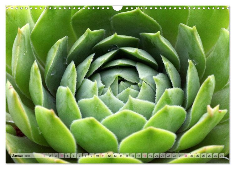 Produktbild: Sempervivum - Hauswurz (Wandkalender 2026 DIN A3 quer), CALVENDO Monatskalender