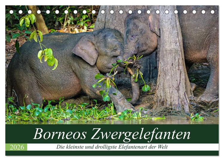 Produktbild: Borneos Zwergelefanten (Tischkalender 2026 DIN A5 quer), CALVENDO Monatskalender