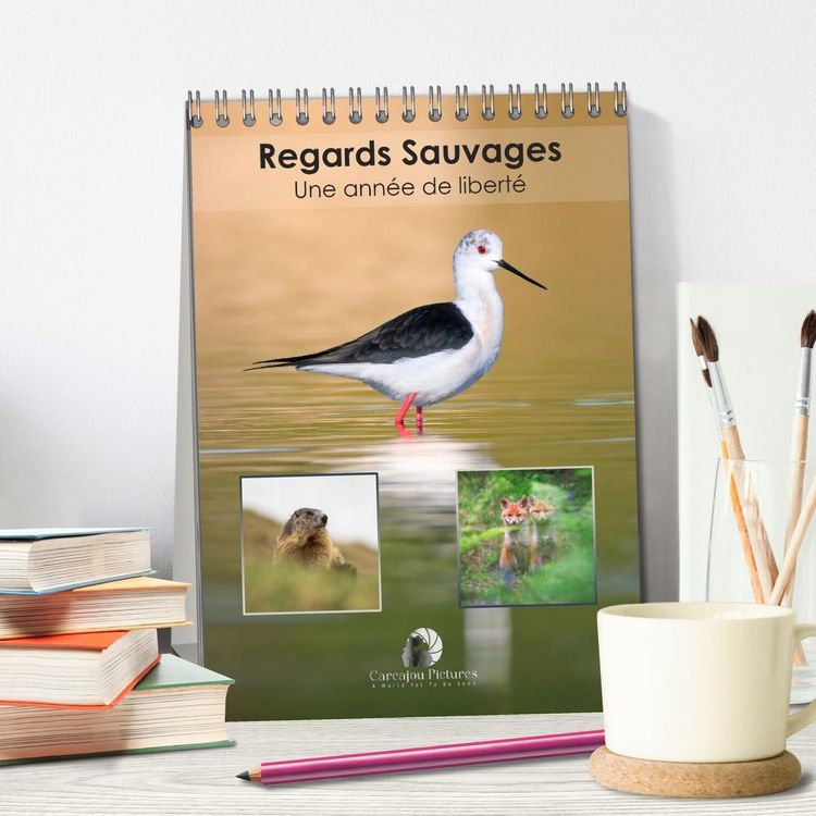 Produktbild: Regards sauvages - Une ann&eacute;e de libert&eacute; (Calendrier de bureau 2027 DIN A5 horizontal), CALVENDO calendrier mensuel