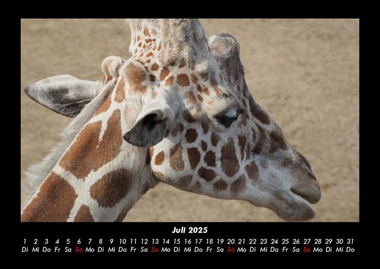 Produktbild: Giraffen 2025 Fotokalender DIN A3