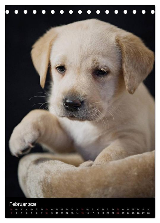 Produktbild: Labrador Welpen (Tischkalender 2026 DIN A5 hoch), CALVENDO Monatskalender