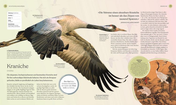 Produktbild: V&ouml;gel - Eine Natur- und Kulturgeschichte