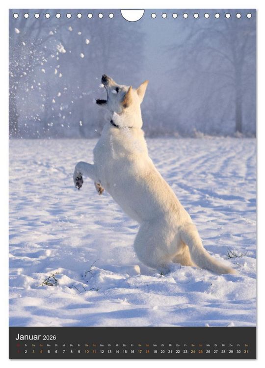 Produktbild: Berger Blanc Suisse - Freunde auf 4 Pfoten (Wandkalender 2026 DIN A4 hoch), CALVENDO Monatskalender