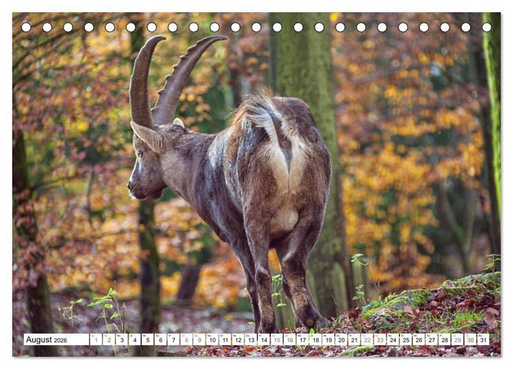 Produktbild: Steinb&ouml;cke - imposante Tiere (Tischkalender 2026 DIN A5 quer), CALVENDO Monatskalender