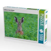 Produktbild: CALVENDO Puzzle Feldhase in freier Wildbahn | 1000 Teile Lege-Gr&ouml;&szlig;e 64x48cm Foto-Puzzle f&uuml;r gl&uuml;ckliche Stunden