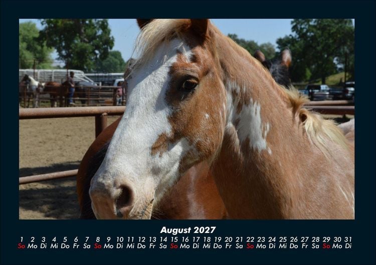 Produktbild: Pferde Kalender 2027 Fotokalender DIN A4