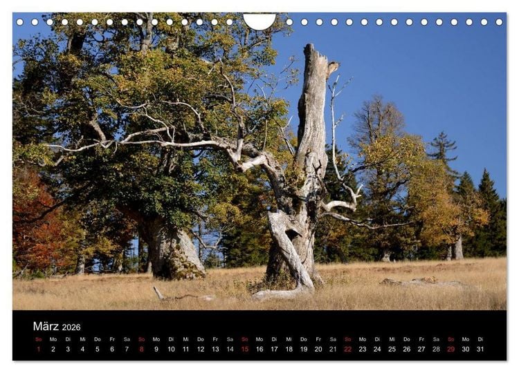 Produktbild: Zauberhafter Bayerischer Wald (Wandkalender 2026 DIN A4 quer), CALVENDO Monatskalender