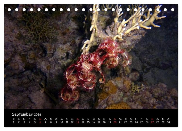 Produktbild: Rotes Meer - Unterwasserimpressionen (Tischkalender 2026 DIN A5 quer), CALVENDO Monatskalender