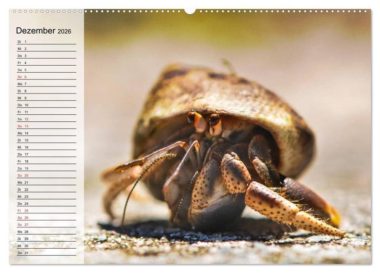 Produktbild: Krabben. Witzige Monster (Wandkalender 2026 DIN A2 quer), CALVENDO Monatskalender
