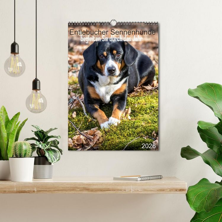 Produktbild: Entlebucher Sennenhunde begleiten Sie durch das Jahr (Wandkalender 2026 DIN A3 hoch), CALVENDO Monatskalender
