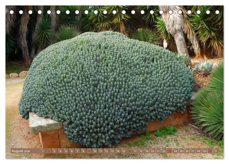 Produktbild: BOTANICACTUS Mallorcas Kakteengarten (Tischkalender 2026 DIN A5 quer), CALVENDO Monatskalender