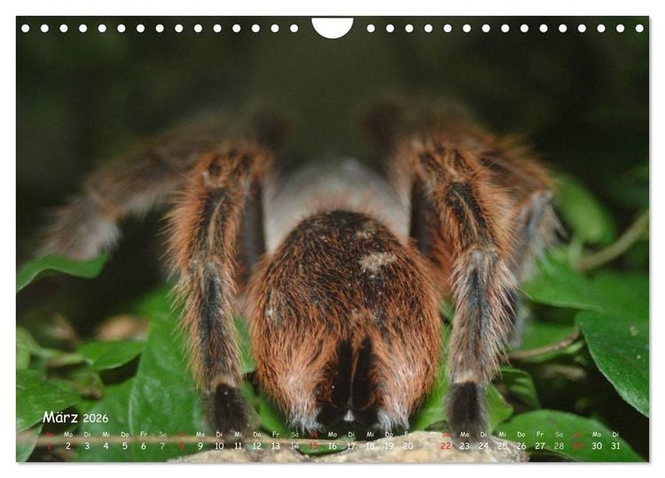 Produktbild: Vogelspinnen (Wandkalender 2026 DIN A4 quer), CALVENDO Monatskalender