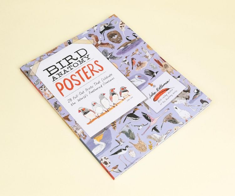 Produktbild: Bird Anatomy Posters