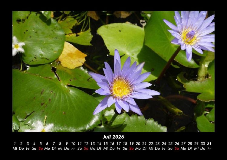 Produktbild: Blumentraum 2026 Fotokalender DIN A3