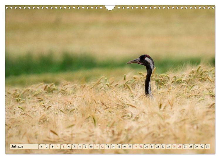 Produktbild: Unsere Vogelvielfalt: Ein Schatz zum Entdecken und Sch&uuml;tzen (Wandkalender 2026 DIN A3 quer), CALVENDO Monatskalender