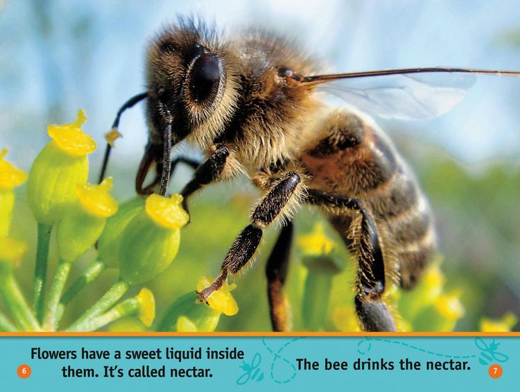 Produktbild: Buzz, Bee!