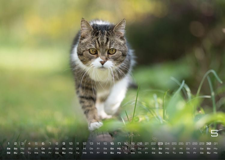 Produktbild: Miau - Unsere Stubentiger - Der Katzenkalender - 2027 - Kalender DIN A3