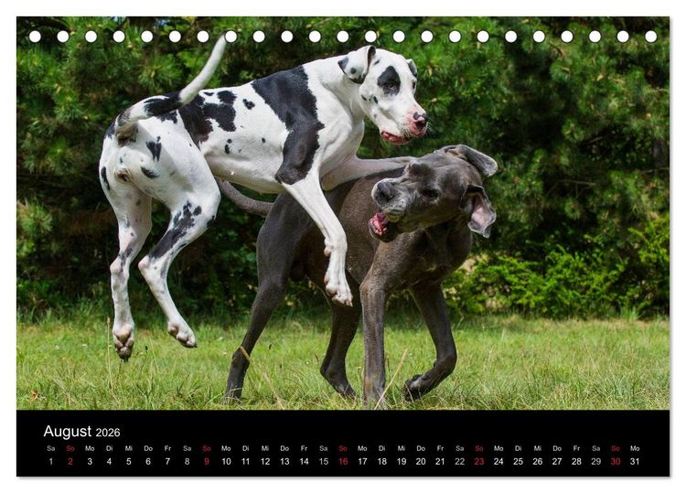 Produktbild: Deutsche Dogge 2026 (Tischkalender 2026 DIN A5 quer), CALVENDO Monatskalender