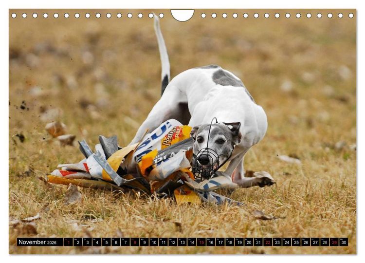 Produktbild: Schnell wie der Wind - Whippet (Wandkalender 2026 DIN A4 quer), CALVENDO Monatskalender