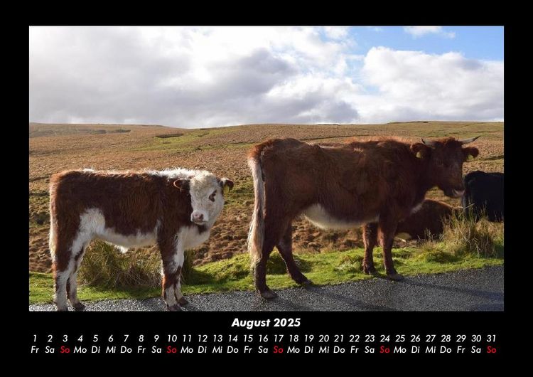 Produktbild: Kuhkalender 2025 Fotokalender DIN A3