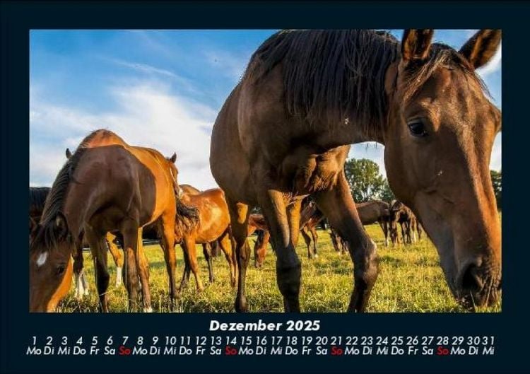Produktbild: Die Welt der Pferde 2025 Fotokalender DIN A5