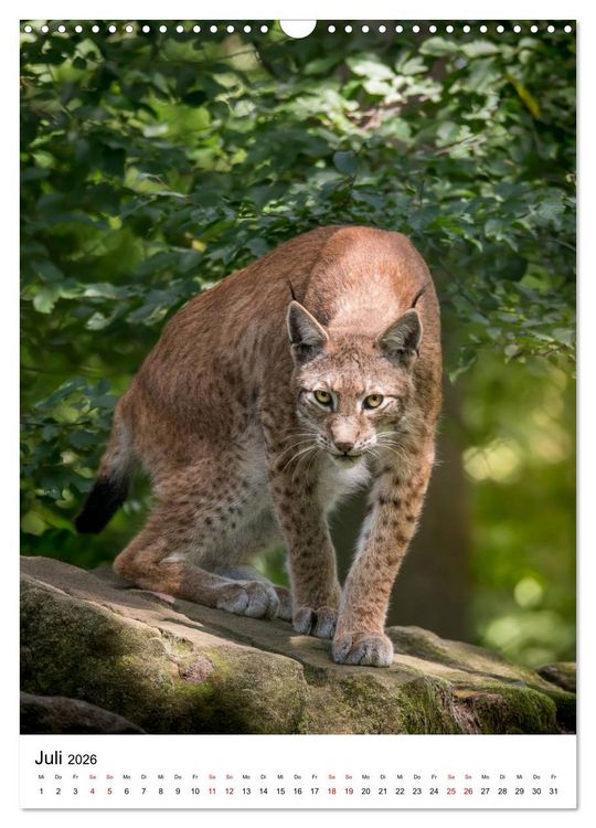 Produktbild: Der eurasische Luchs (Wandkalender 2026 DIN A3 hoch), CALVENDO Monatskalender
