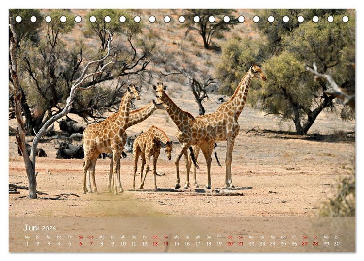 Produktbild: Kgalagadi - Fauna und Wildtiere in der Kalahari (Tischkalender 2026 DIN A5 quer), CALVENDO Monatskalender