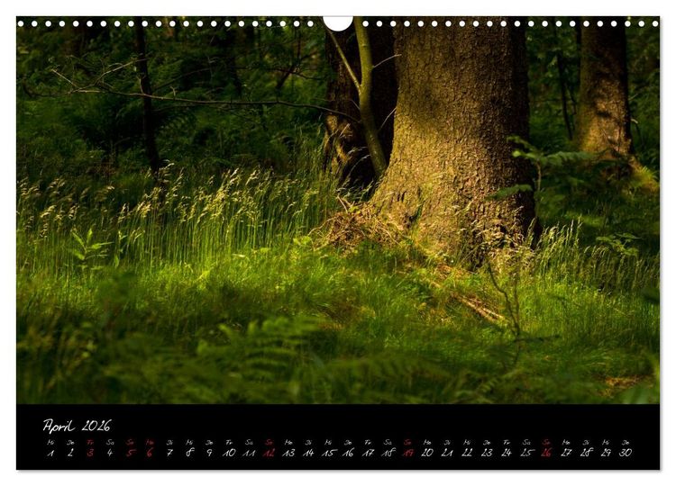 Produktbild: Wald (Wandkalender 2026 DIN A3 quer), CALVENDO Monatskalender