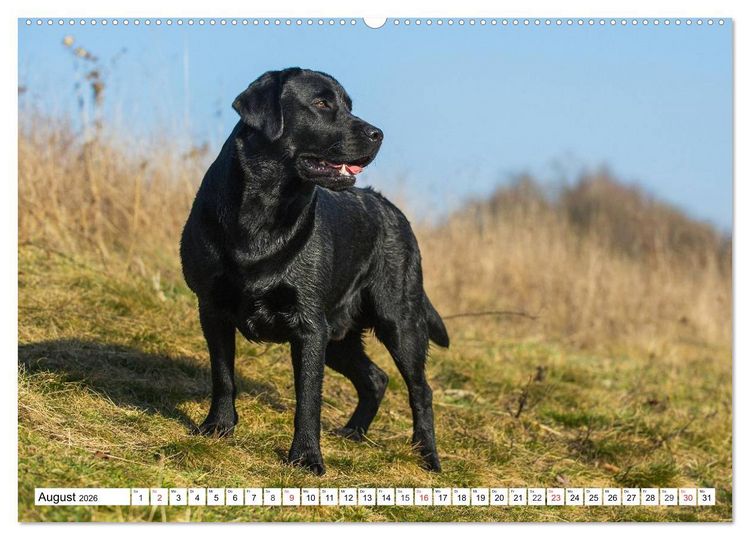 Produktbild: Labrador Retriever - Freunde f&uuml;r&acute;s Leben (hochwertiger Premium Wandkalender 2026 DIN A2 quer), Kunstdruck in Hochglanz