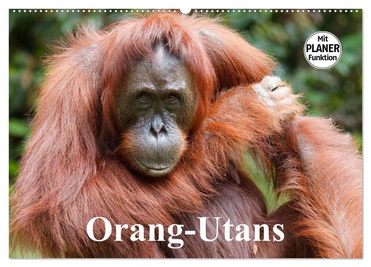 Produktbild: Orang-Utans (Wandkalender 2026 DIN A2 quer), CALVENDO Monatskalender