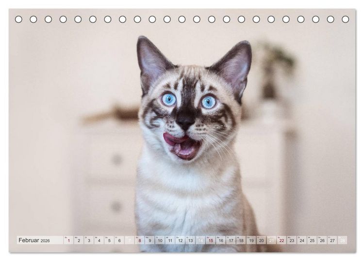 Produktbild: Wildes Wohnzimmer - Die Bengalkatze (Tischkalender 2026 DIN A5 quer), CALVENDO Monatskalender