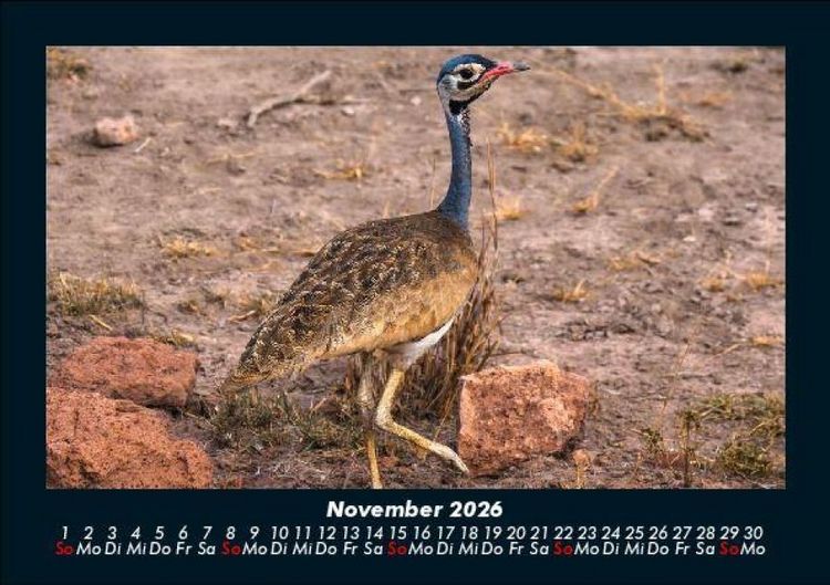 Produktbild: Vogelparadies 2026 Fotokalender DIN A5