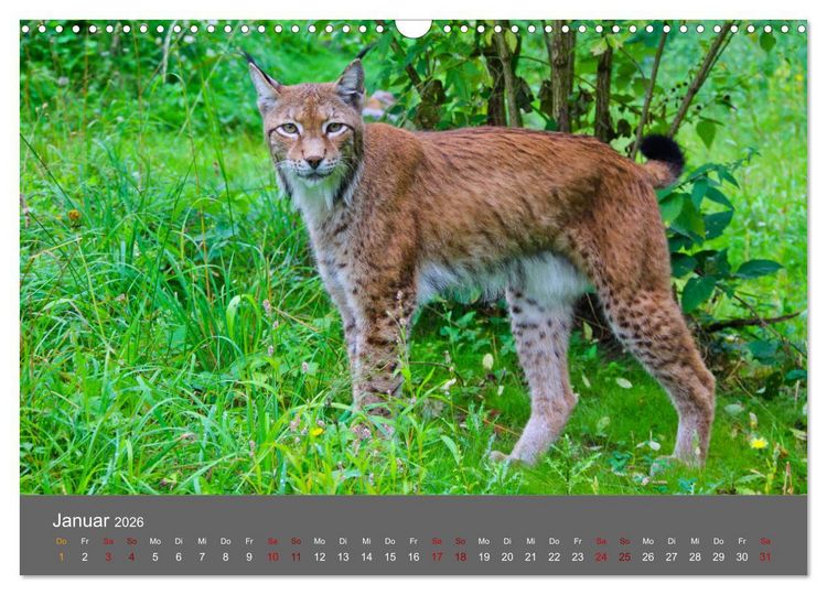 Produktbild: Der Luchs - Hochbeinig, Pinselohren, Backenbart (Wandkalender 2026 DIN A3 quer), CALVENDO Monatskalender