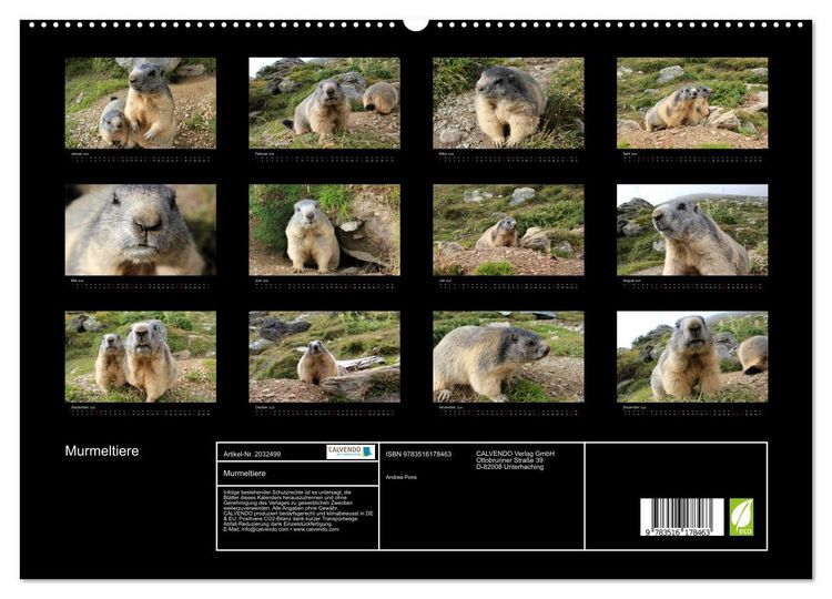 Produktbild: Murmeltiere (hochwertiger Premium Wandkalender 2026 DIN A2 quer), Kunstdruck in Hochglanz