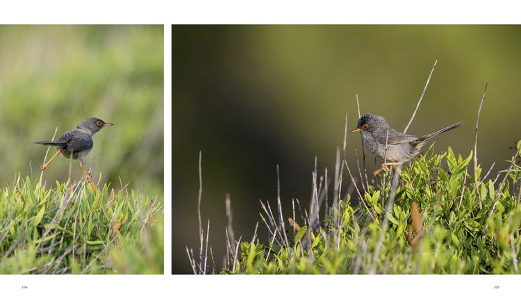 Produktbild: Naturerlebnis Mallorca