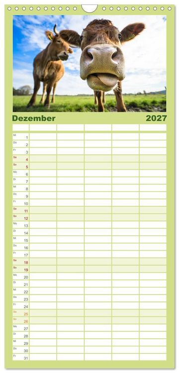 Produktbild: Familienplaner 2027 - Kuhckst du? mit 5 Spalten (Wandkalender, 21 x 45 cm) CALVENDO