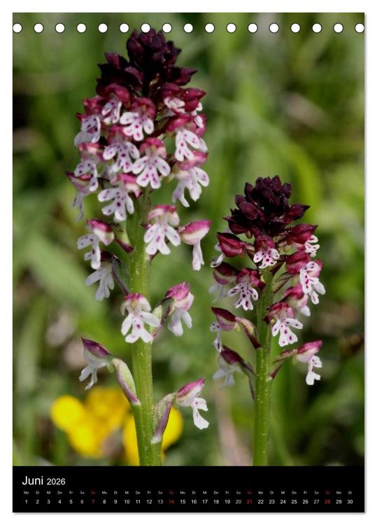 Produktbild: Wildwachsende Orchideen in Deutschland (Tischkalender 2026 DIN A5 hoch), CALVENDO Monatskalender